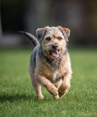 Колаж «до і після»: зліва — сумний брудний тер'єр у темному провулку; справа — той самий пес, чистий і щасливий, біжить по сонячній траві.